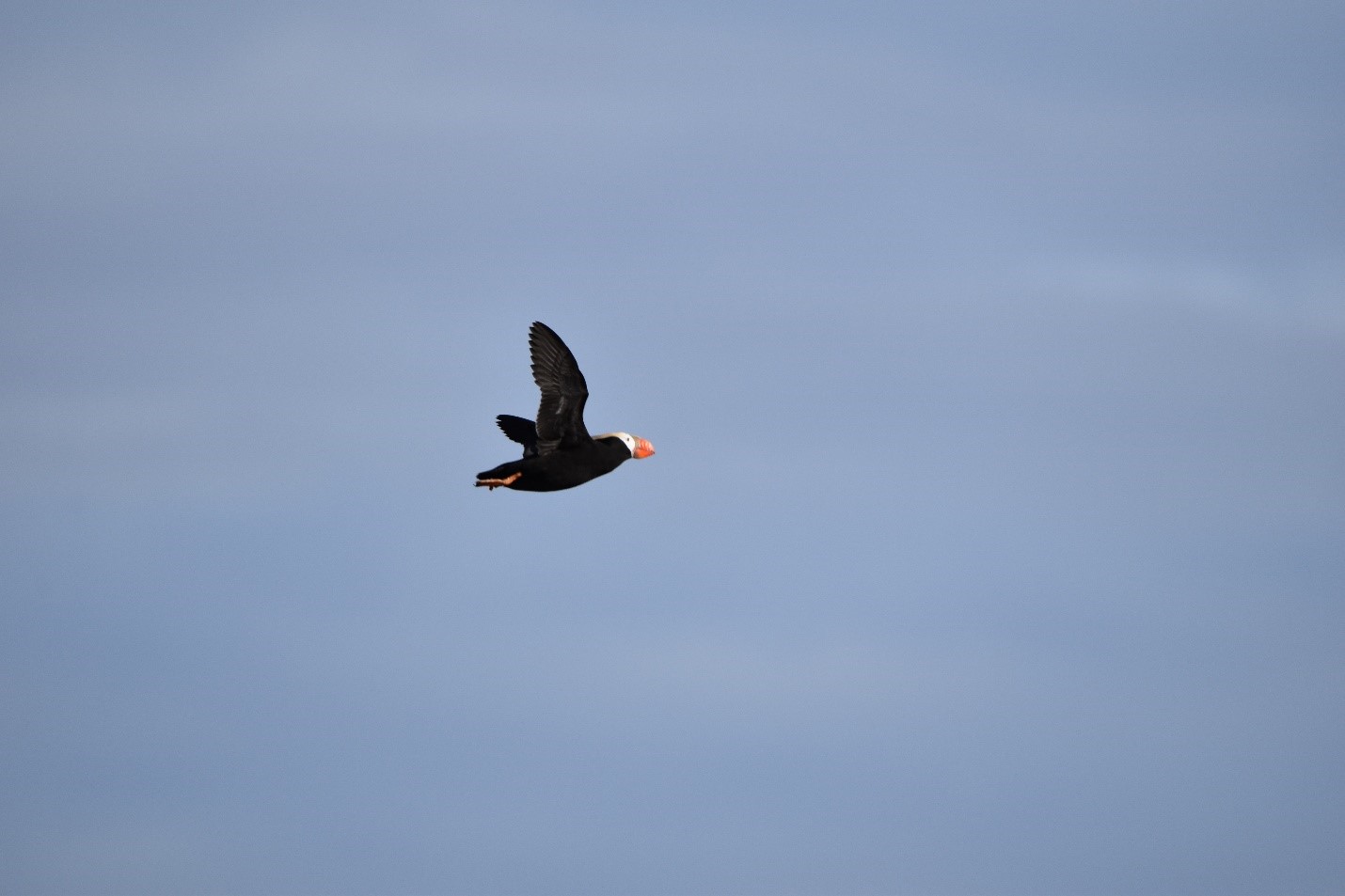 These measures may be small, but they will help contribute to an ongoing effort to eliminate plastic waste and keep the puffins flying high.
